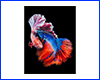 Картина Betta fish, 20х30 см, петушок двухвостый мультиколор.