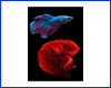 Картина Betta fish, 20х30 см, петушок двухвостый и петушок полумесяц.