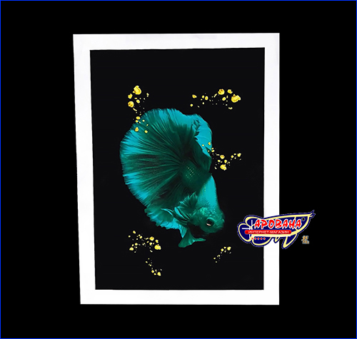 Петушок полумесяц бирюзовый, 21х30 см. Картина Betta fish, 21х30 см, петушок полумесяц бирюзовый.