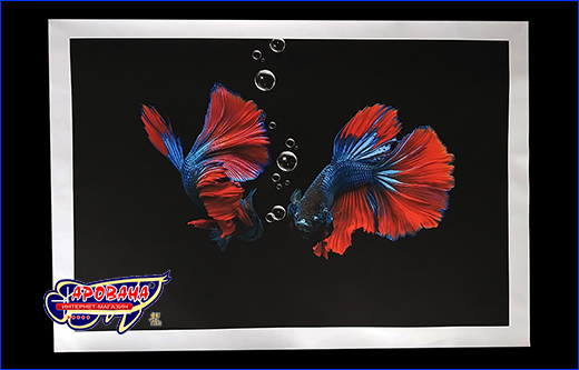Петушок дельта красно-синий, 40х60 см. Картина Betta fish, 40х60 см, петушок дельта красно-синий.