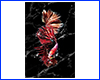 Картина Betta fish, 40х60 см, петушок длиннохвостый красный.
