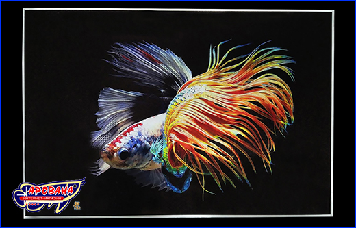  Betta fish, 4060 ,   .