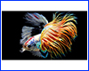 Картина Betta fish, 40х60 см, петушок коронохвост мультиколор.