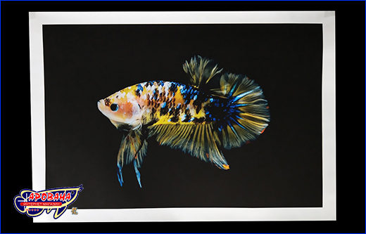 Петушок плакат мраморный, 40х60 см. Картина Betta fish, 40х60 см, петушок плакат мраморный.