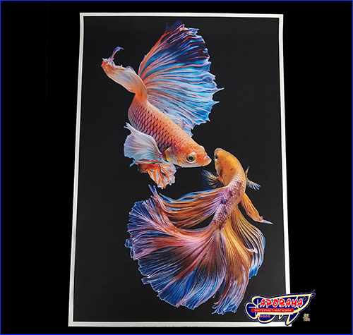 Петушок вуалевый мультиколор, 40х60 см. Картина Betta fish, 40х60 см, петушок вуалевый мультиколор.