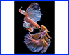 Картина Betta fish, 40х60 см, петушок вуалевый мультиколор.