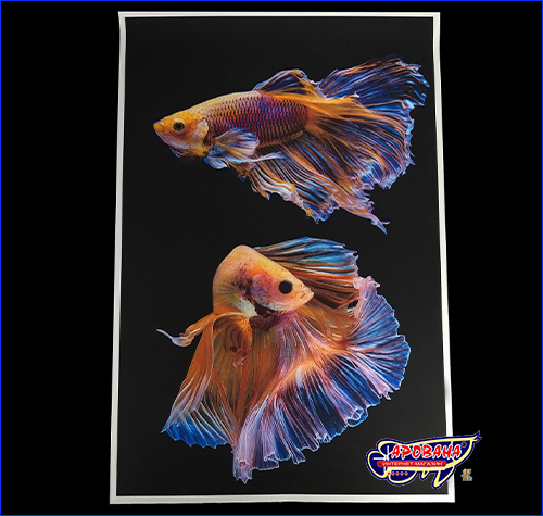  Betta fish, 4060 ,   .