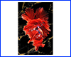 Картина Betta fish, 40х59.3 см, петушок розахвост красный.