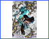 Картина Betta fish, 40х59.3 см, петушок длиннохвостый голубой.