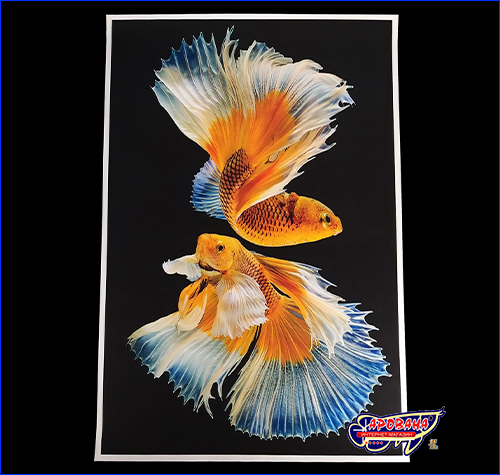  Betta fish, 4060 ,   -.