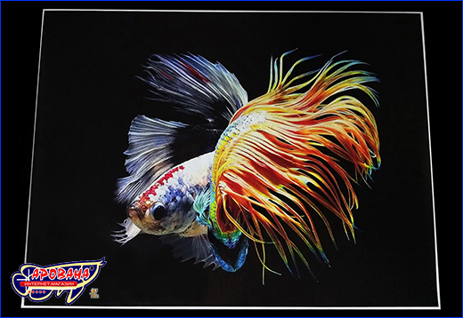 Петушок коронохвост мультиколор, 60х80 см. Картина Betta fish, 60х80 см, петушок коронохвост мультиколор.