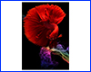 Картина Betta fish, 80х60 см, петушок полумесяц красный.