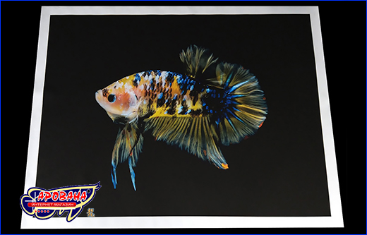 Петушок плакат мраморный, 60х80 см. Картина Betta fish, 60х80 см, петушок плакат мраморный.