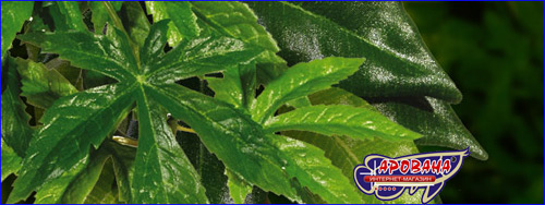 Exo-Terra Rucus Medium          .