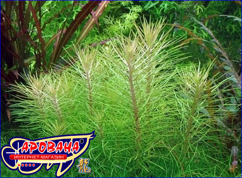  Pogostemon erectus, -     . 