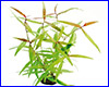 Аквариумное растение, Polygonum spec.