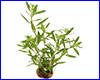 Аквариумное растение, Proserpinaca palustris.