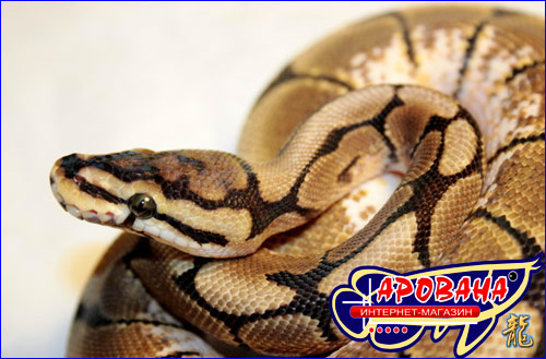  Python Regius -    . 