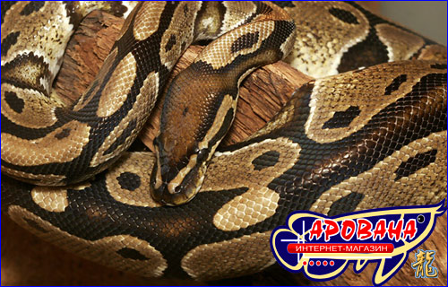  Python Regius -    . 