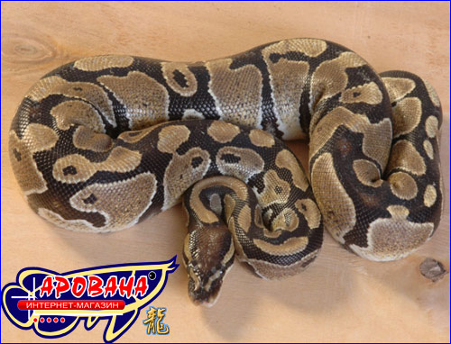  Python Regius -    . 
