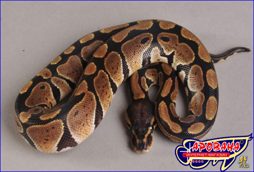  Python Regius -    . 