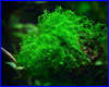 Аквариумное растение, Amblystegiaceae sp. Manaus - Queen moss.