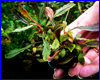 Аквариумное растение, Bucephalandra sp. Athena.