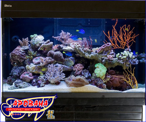 Red Sea Max 250, -   .