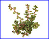 Аквариумное растение, Rotala rotundifolia.