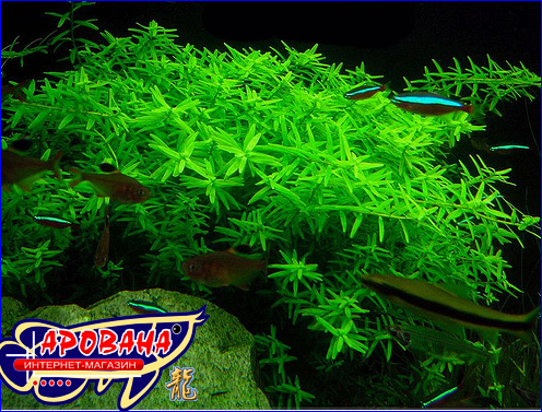  Rotala Rotundifolia sp. Green -      .