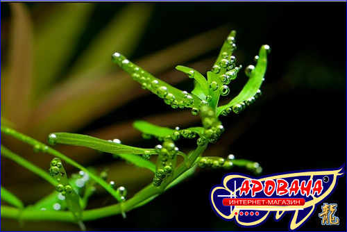 Rotala Rotundifolia sp. Green - растение для аквариума Ротала круглолистная грин.