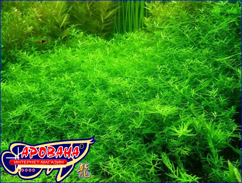  Rotala Rotundifolia sp. Green -      .