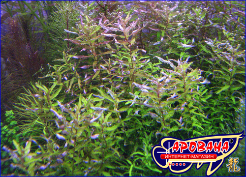 http://www.arowana-im.com.ua/images/rotala-sp-minima-1.jpg