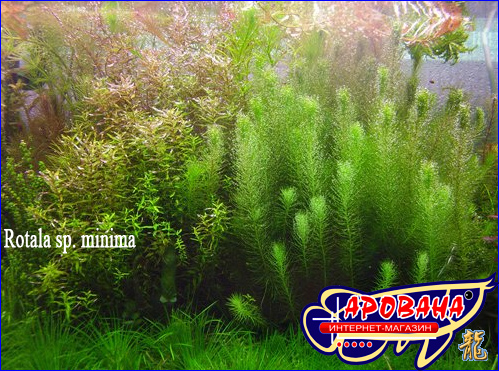 Rotala sp. minima (  . ), -     .