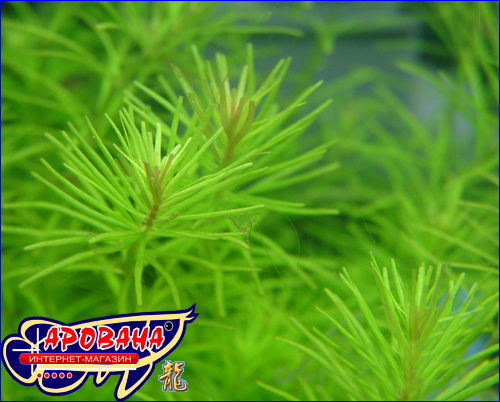  Rotala sp. Nanjenshan -     . 