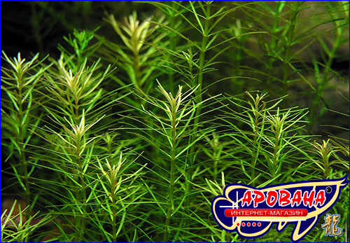  Rotala sp. Nanjenshan -     . 