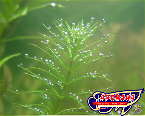  Rotala sp. Nanjenshan -     . 