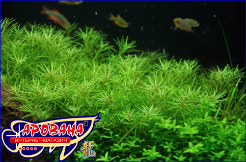  Rotala sp. Nanjenshan -     . 