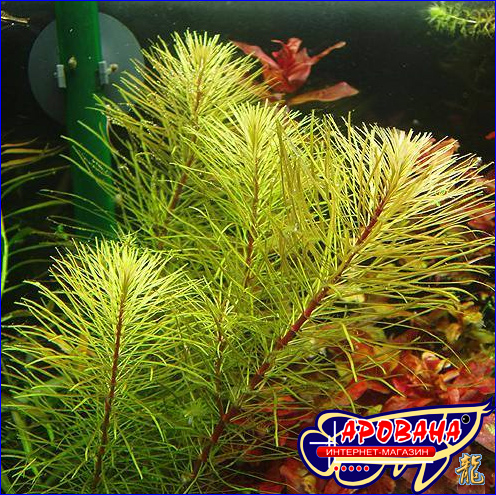 Rotala wallichii sp. Vietnam (  . ), -    .