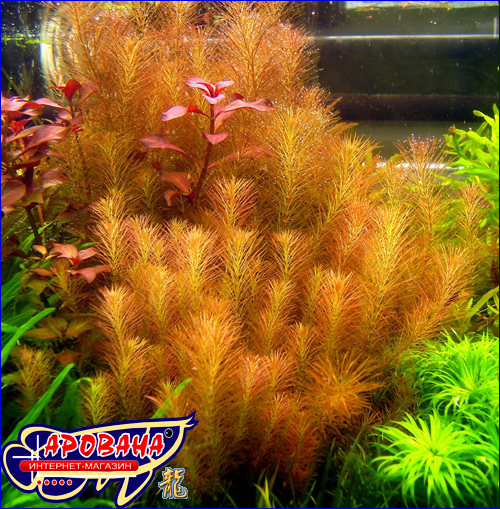 Rotala wallichii ( ), -     . 