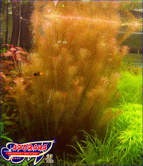 Rotala wallichii ( ), -     . 