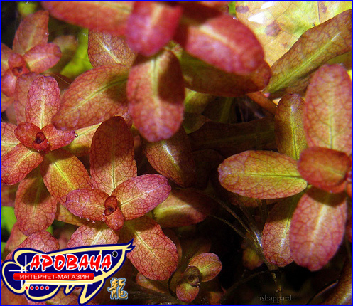 Ludwigia senegalensis ( ), -     .