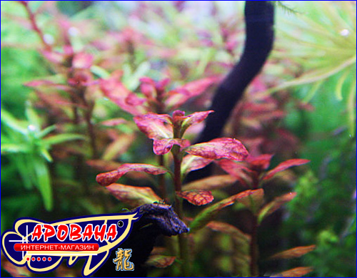 Ludwigia senegalensis ( ), -     .