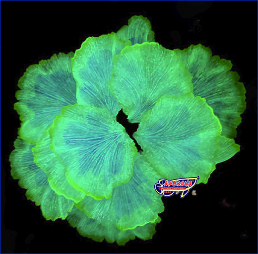   AQUAXER, Fluorescent Coral Blue, 13.5  3.2 .