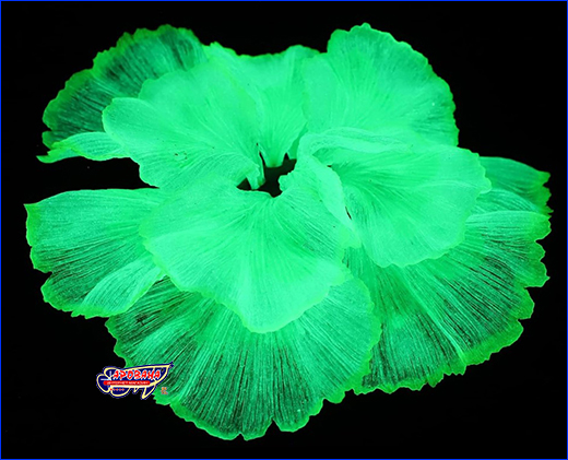   AQUAXER, Fluorescent Coral Green, 13.5  3.2 .