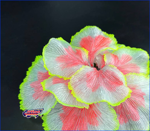  AQUAXER, Fluorescent Coral Pink, 13.5  3.2 .