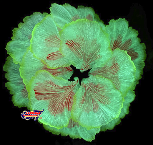   AQUAXER, Fluorescent Coral Pink, 13.5  3.2 .