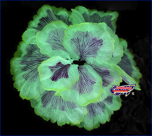   AQUAXER, Fluorescent Coral Purple, 13.5  3.2 .