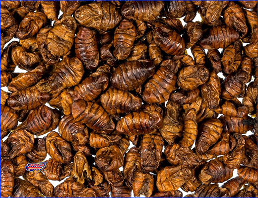  , Silkworm puppae,   , 450 ml.
