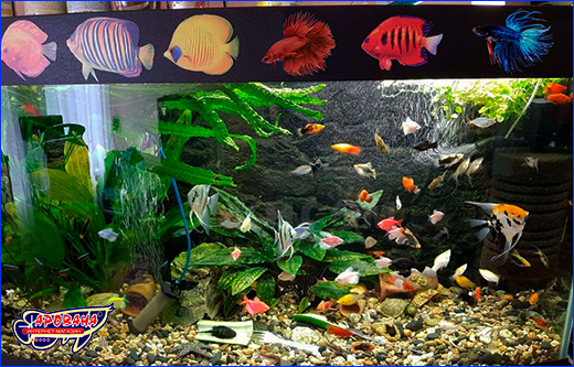 Применение виниловых наклеек Betta fish для декорирования аквариума. Виниловая наклейка Betta fish.